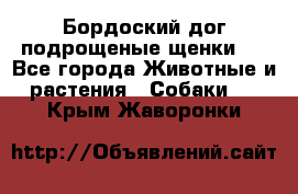 Бордоский дог подрощеные щенки.  - Все города Животные и растения » Собаки   . Крым,Жаворонки